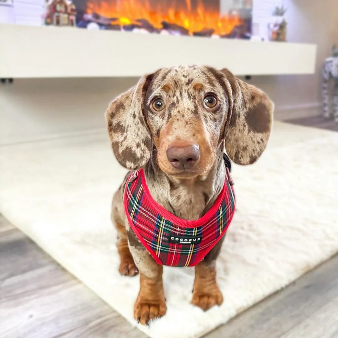 Cocopup London – Adjustable Neck Harness – Tartan