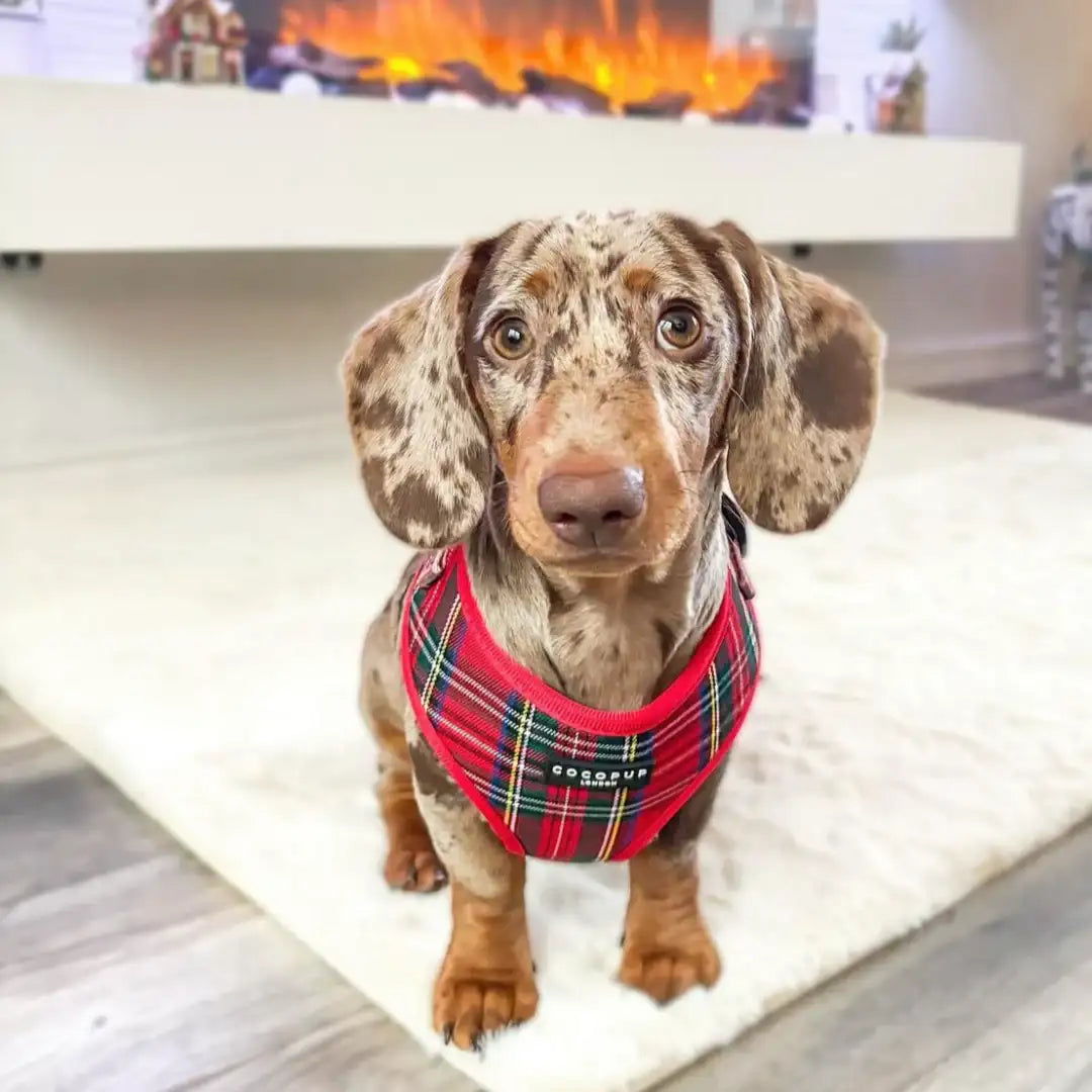 Cocopup London – Adjustable Neck Harness – Tartan