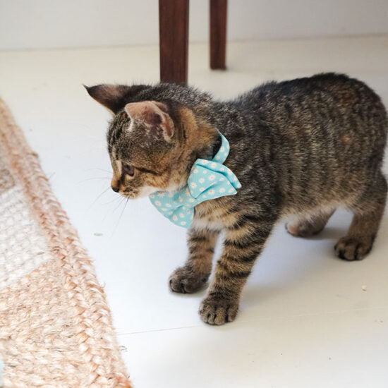 Dan & Sam – Cat Collar & Bowtie