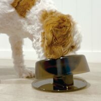Ibiyaya Tilt-n-Serve Pet Feeding Bowl