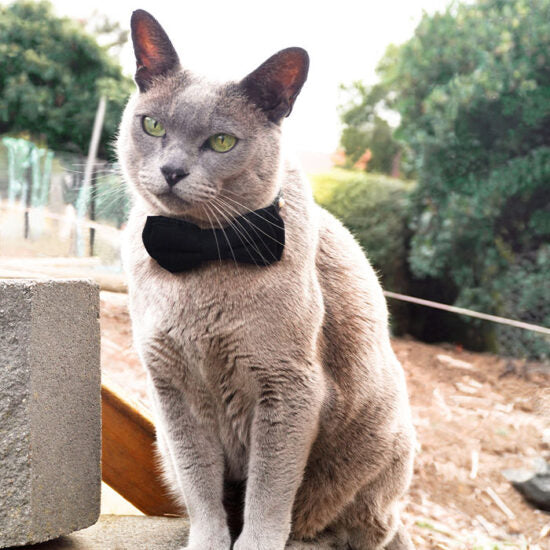 Dan & Sam – Cat Collar & Bowtie