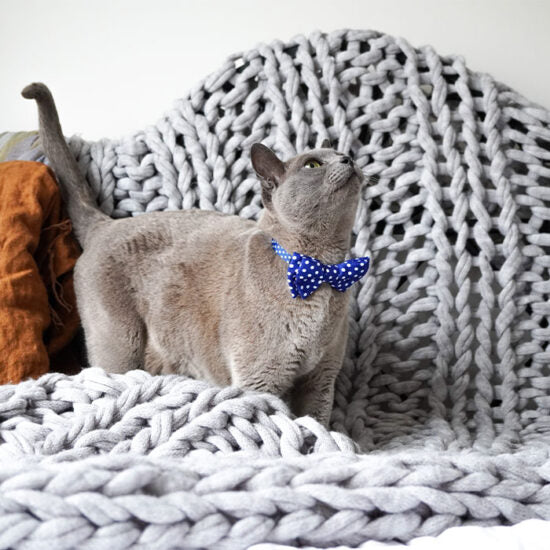 Dan & Sam – Cat Collar & Bowtie