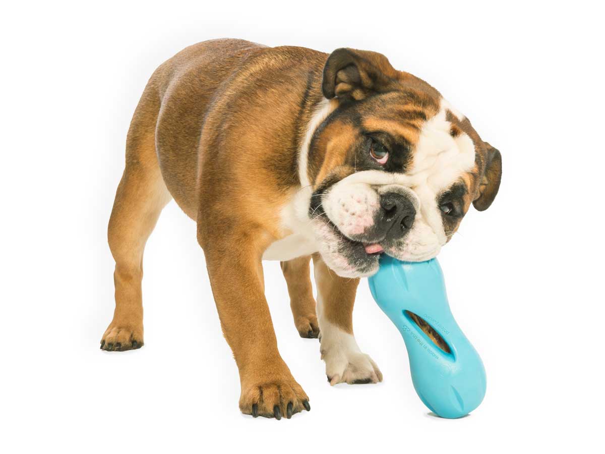 West Paw Qwizl Treat Dispensing Dog Toy