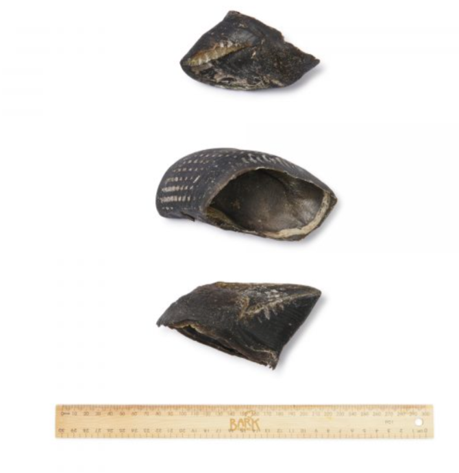 Bark & Beyond – Cow Hooves