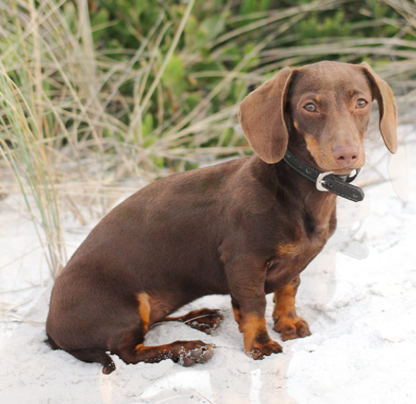Dan & Sam – Dog Collars – Vegan Leatherxx