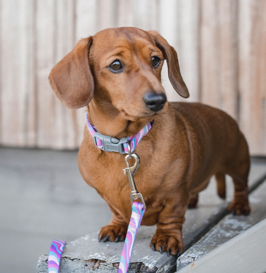 Dan & Sam – Dog Collar's & Leads – Disco Party..