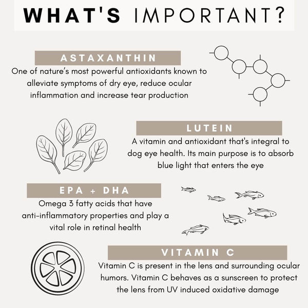 PetzPark – Eye Support – For Dogs