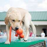 Kong Water Wubba