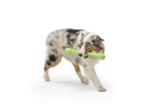 West Paw Zwig Tug & Fetch Stick Dog Toy