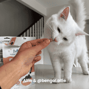 Bell & Bone Cat Dental Bites Salmon Charcoal 80G