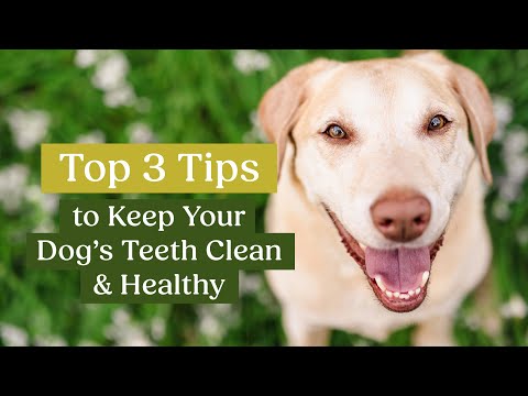 Simply Seaweed Natural Dental Health Care for Cats & Dogs