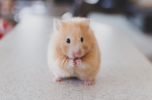 Vetafarm – Rodent Origins