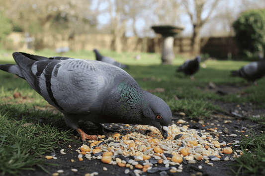 pigeon feeding on Green Valley Pigeon