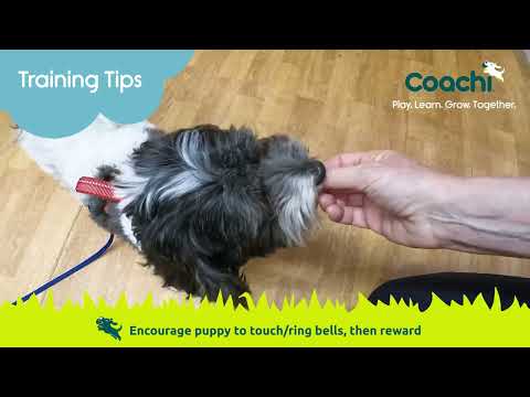 Company of Animals – Coachi – Toilet Training Bells