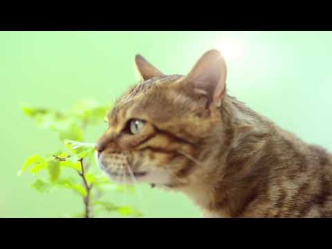 Cats Best Original 10L or 20L