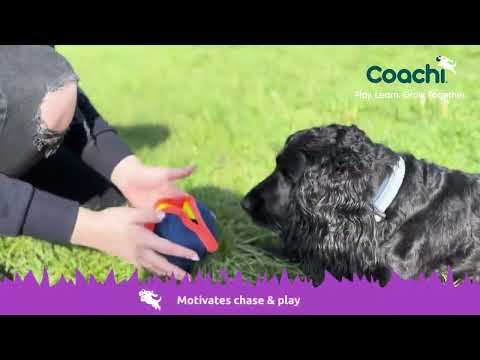 Company of Animals – Coachi – Chase & Treat