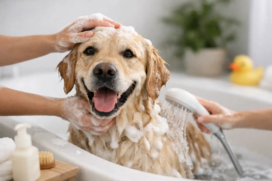 How Often Bathe a Dog? A Simple Guide