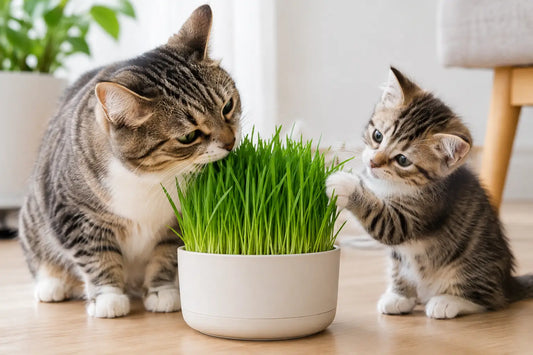 Cat Grass for Indoor Cats and Curious Kittens