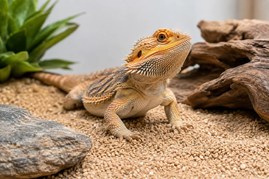 Bearded Dragon Substrate Guide for Healthy Habitats