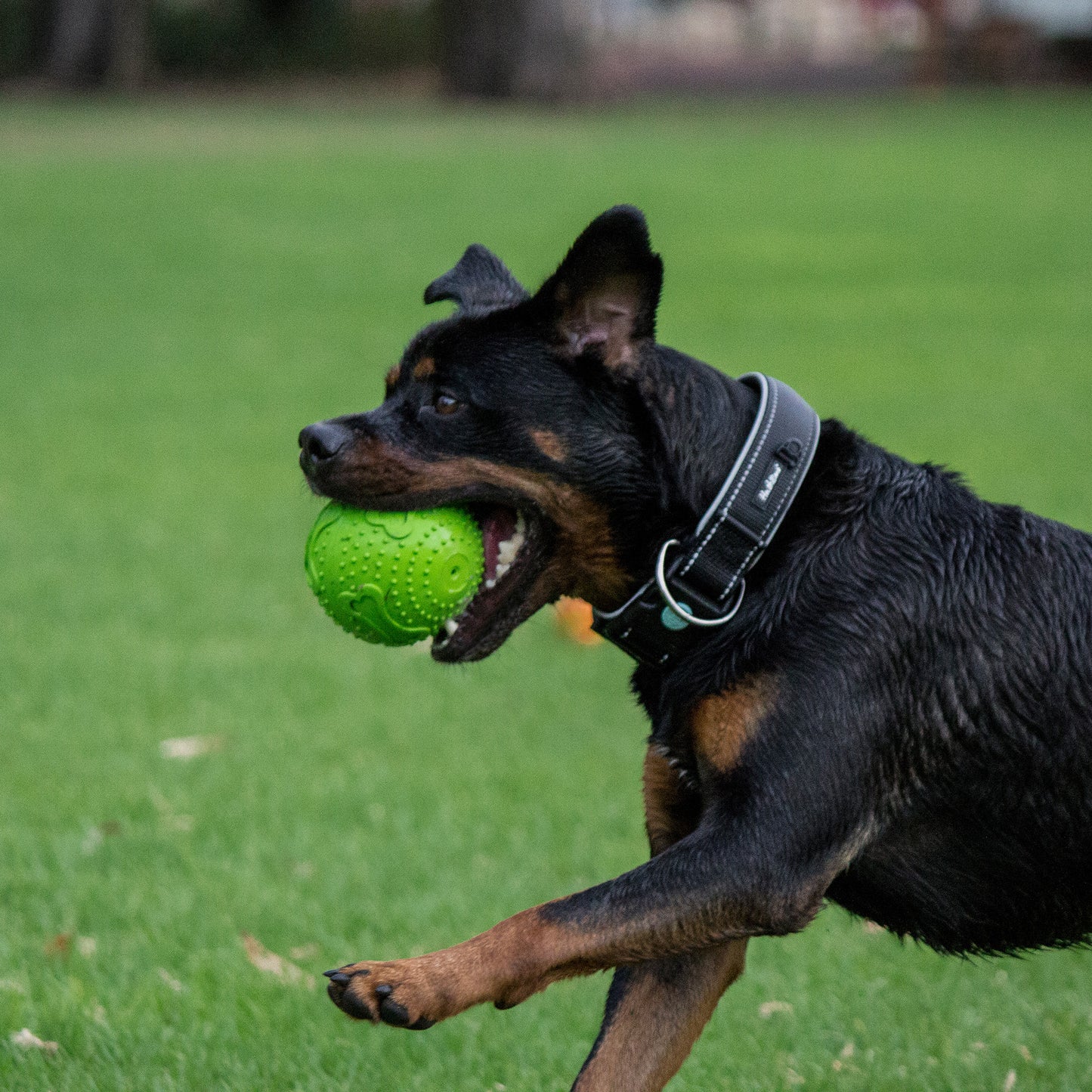 RUFF Play – Rubber Squeaker Ball