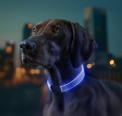 WAUDOG – LED Collar