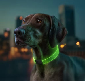 WAUDOG – LED Collar