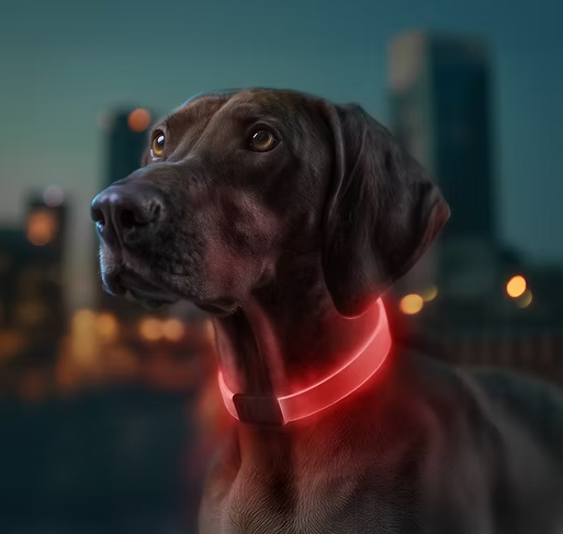 WAUDOG – LED Collar
