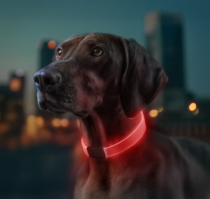 WAUDOG – LED Collar