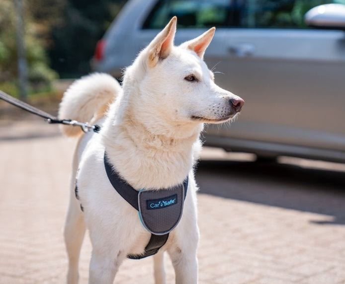 CarSafe – Travel Harness – Black