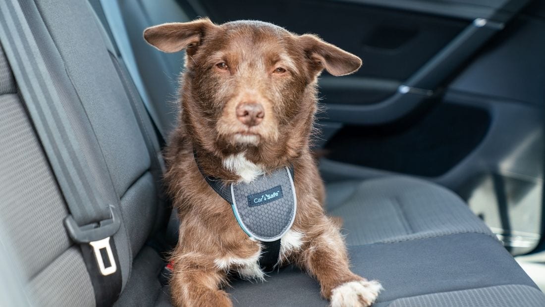CarSafe – Travel Harness – Black