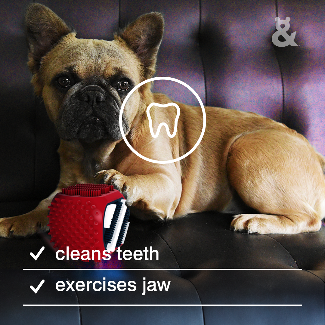 Rufus & Coco Clean And Chew Dental Toy
