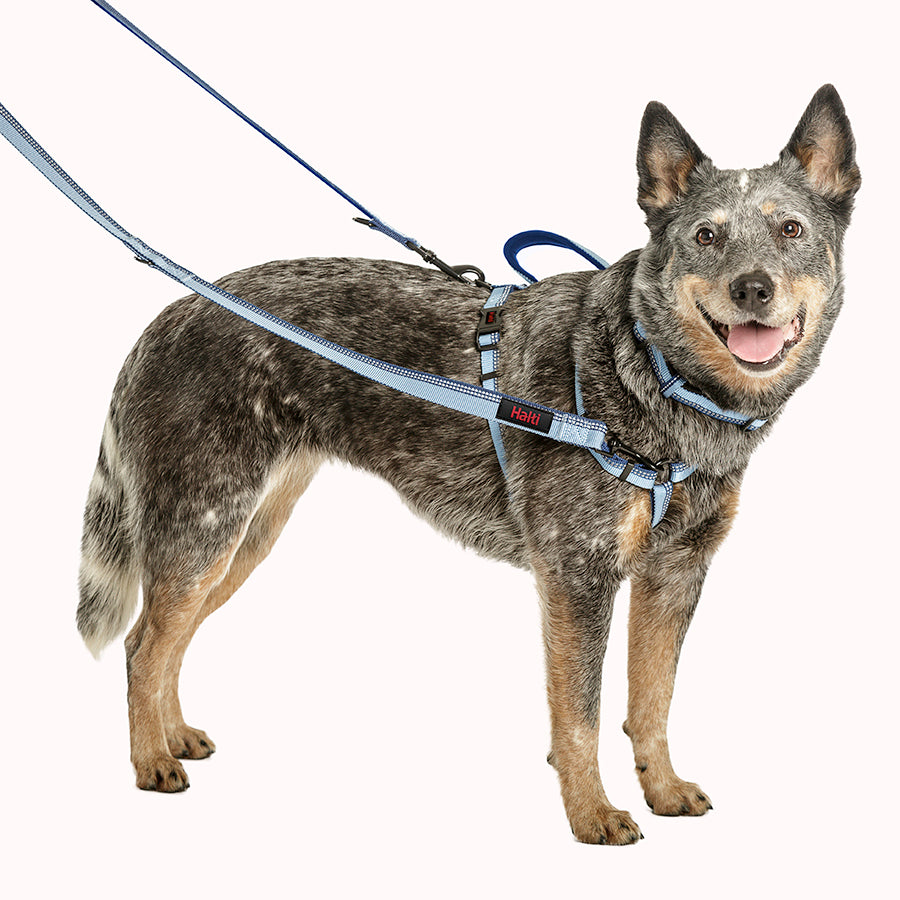 Company of Animals – Halti – Double Ended Lead – Black