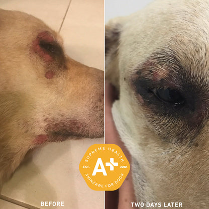 Augustine Approved Augustine'S Superbath 60G