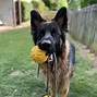 Starmark – Swing n’ Fling – Durafoam Fetch Ball