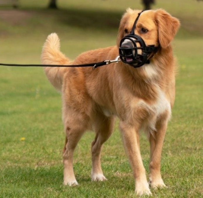Company of Animals – Baskerville Ultra Muzzle
