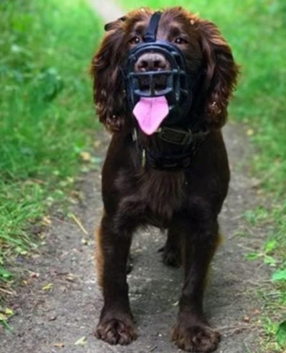 Company of Animals – Baskerville Ultra Muzzle