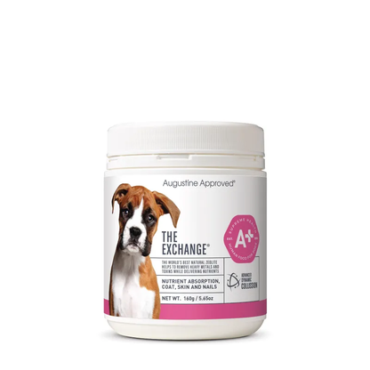 Augustine Approved The Exchange (Canine)