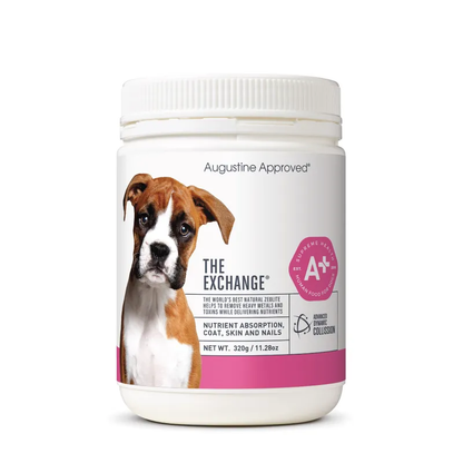 Augustine Approved The Exchange (Canine)