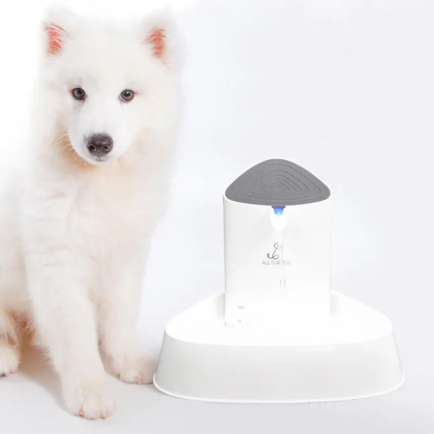 All Fur You Seashell Water Fountain