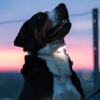 Max & Molly Matrix 2.0 Ultra Led - Safety Light