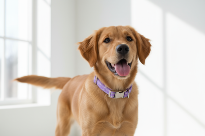 dog with beau pets puppy collar reflective thread adjustable purple