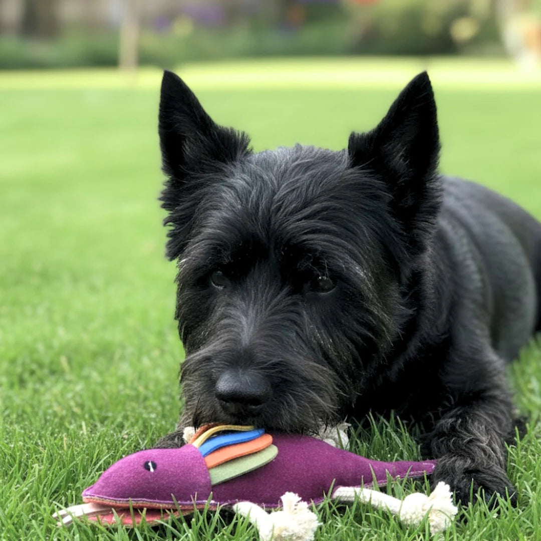 Georgie Paws – Fink the Frillneck