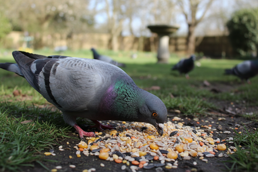 pigeon feeding on Green Valley Pigeon