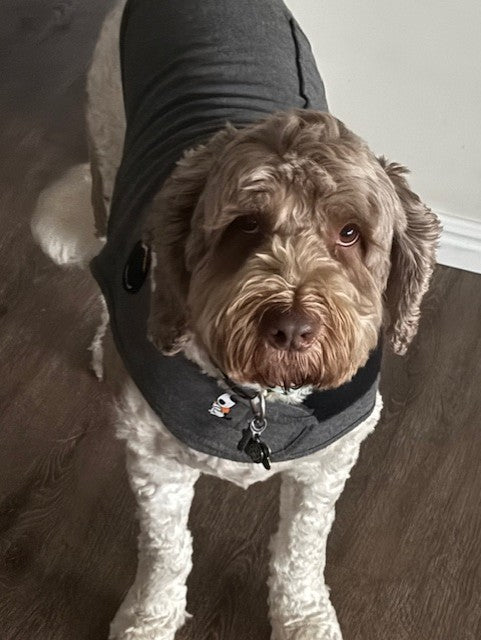 Thundershirt For Dogs